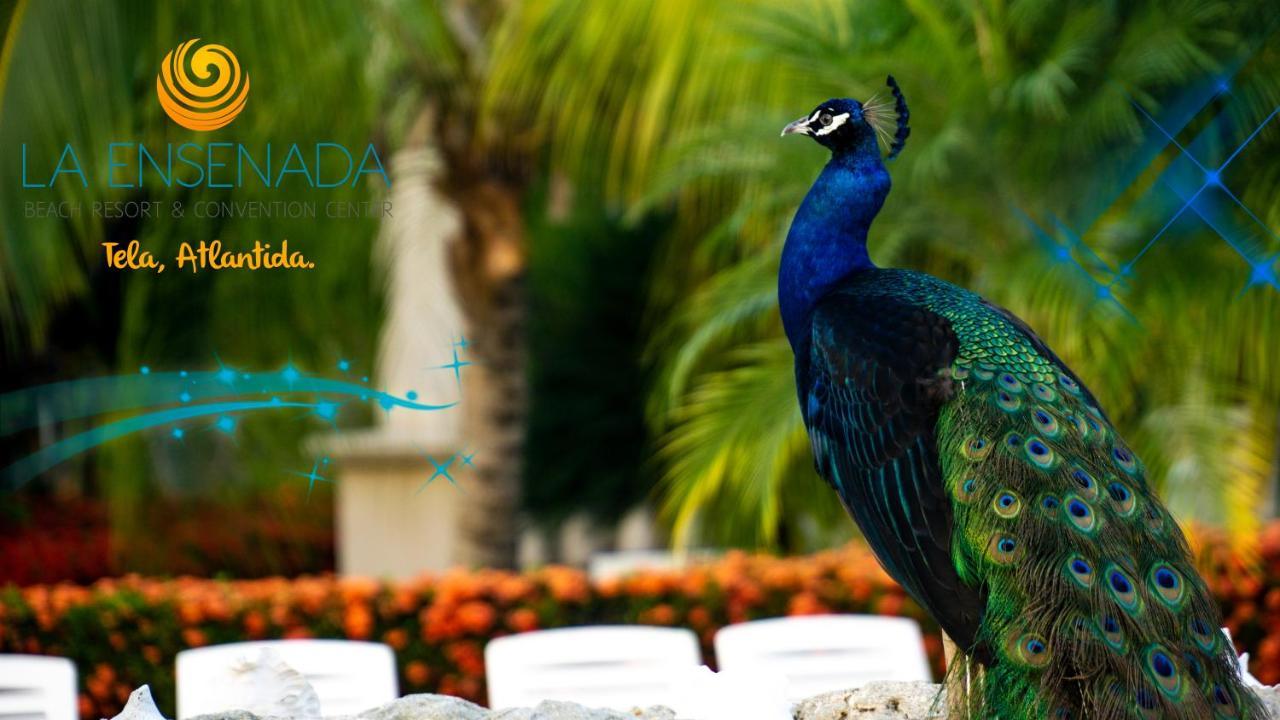 La Ensenada Beach Resort テラ エクステリア 写真